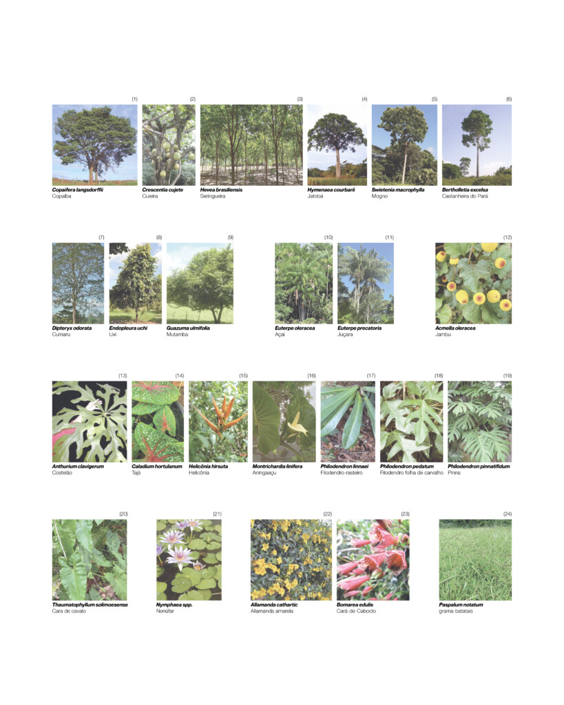 Painel com fotos de espécies nativas da Amazônia, identificadas por nome científico e popular, como copaíba, seringueira, açaí e juçara